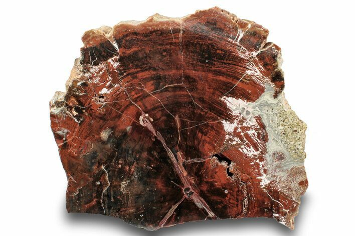 Polished, Petrified Wood (Araucarioxylon) Slab - Arizona #244083